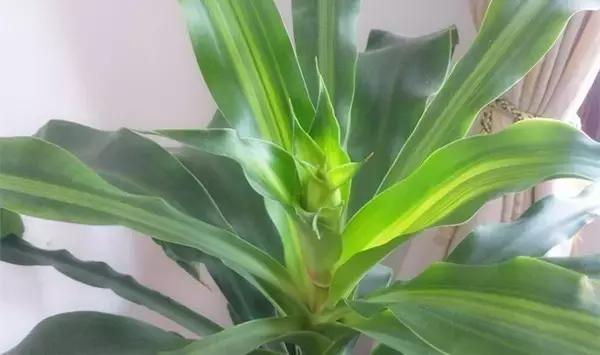 这八种植物养在家里,镇宅守业,招财进宝