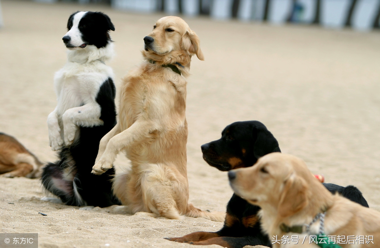 十二星座狗幸运色,属相狗幸运数字及颜色