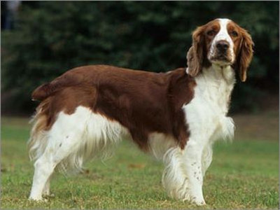 akc认证的犬种,akc认可的148个犬种