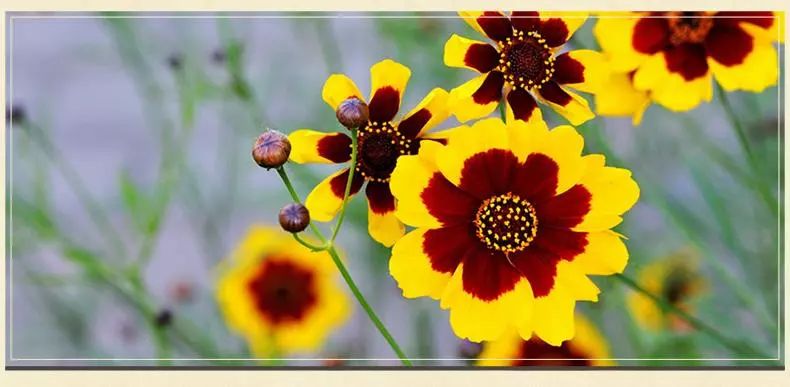 昆仑雪菊,小品类茶叶的逆袭之道!