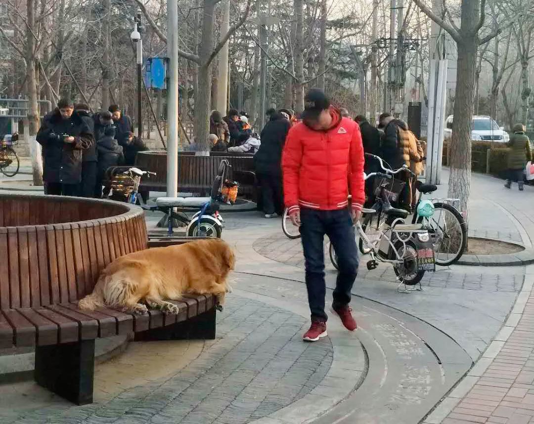 北京：大爷大妈和老狗狗们的幸福生活