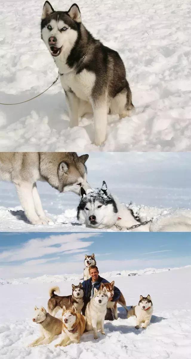 十大最经典的狗狗电影,十部最催人泪下的狗狗电影