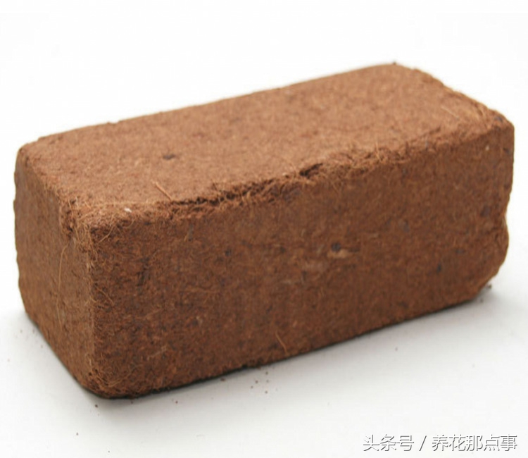 盆栽板结的土壤怎样改良,盆栽土种什么防止板结