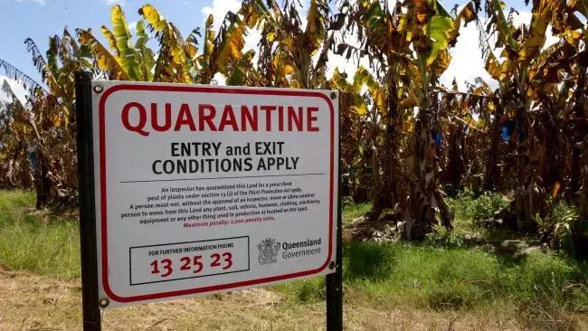 我们自认为美味的香蕉，不过是半个世纪前自然淘汰下的次等品