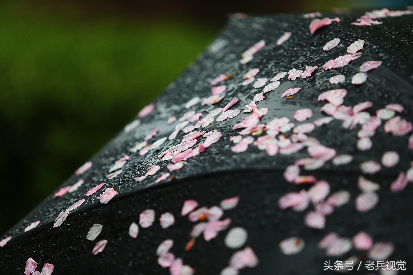 从大连到杭州上海苏州,大连到杭州旅行