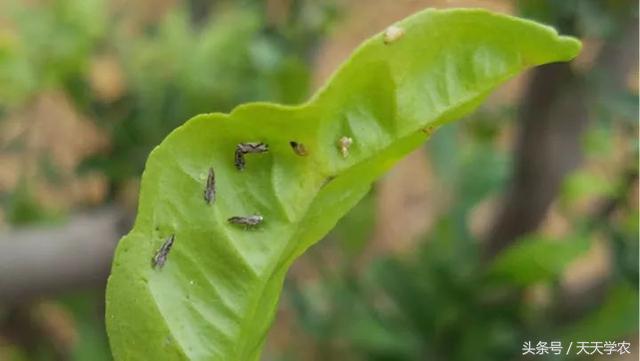 柑橘春季防治红蜘蛛的最佳时间,柑橘清园红蜘蛛如何消灭