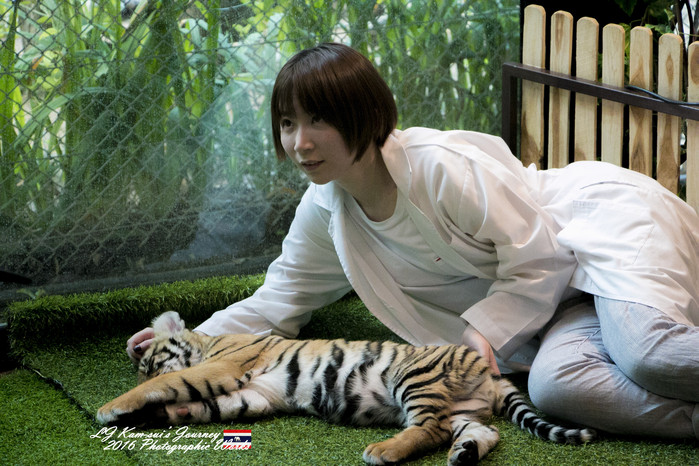 泰国清迈县旅行者,清迈佛寺之城等你采撷的泰北玫瑰