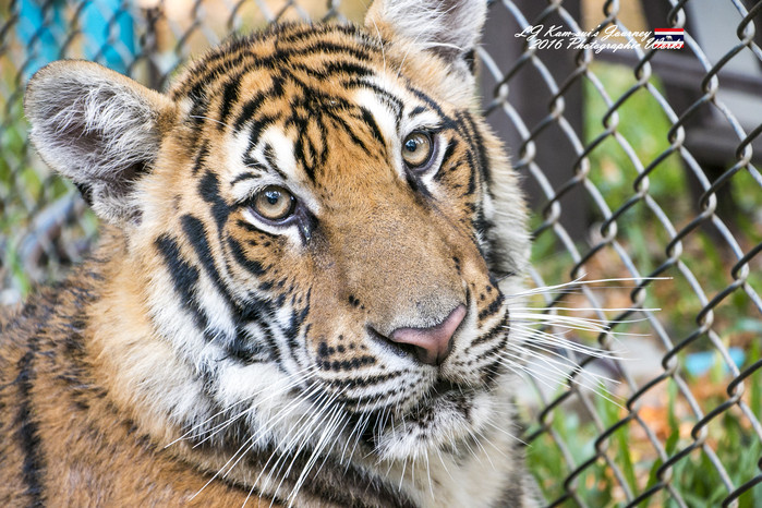 清迈佛寺之城等你采撷的泰北玫瑰,清迈环球旅行家