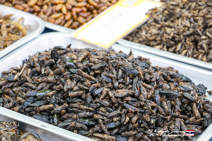 清迈佛寺之城等你采撷的泰北玫瑰,清迈环球旅行家