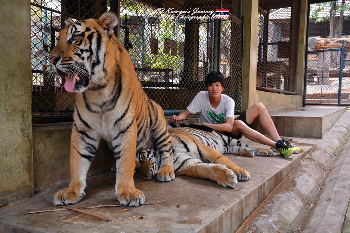 清迈佛寺之城等你采撷的泰北玫瑰,清迈环球旅行家