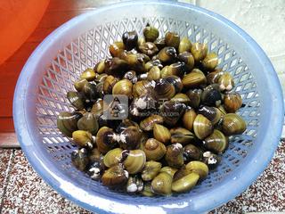 黄沙蚬要蒸多少分钟,清蒸黄沙蚬小视频