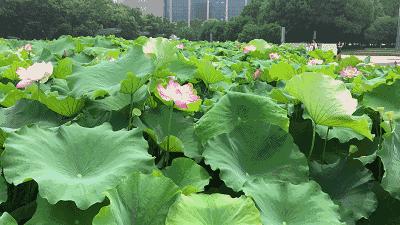 赏花蚌埠,蚌埠春季赏花