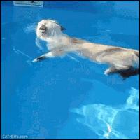 盘点那些怕水的猫咪,盘点那些不怕水的猫咪