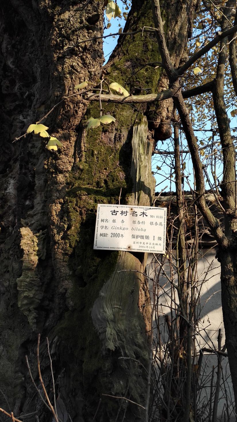 东山哪里的银杏最好看,阳山东山银杏打卡点