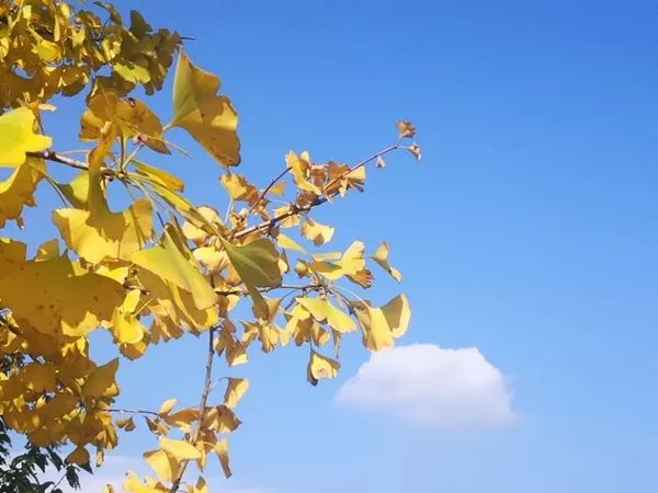 「爱上这座城」满地尽带“黄金甲”的崇州，会是怎样的惊艳？