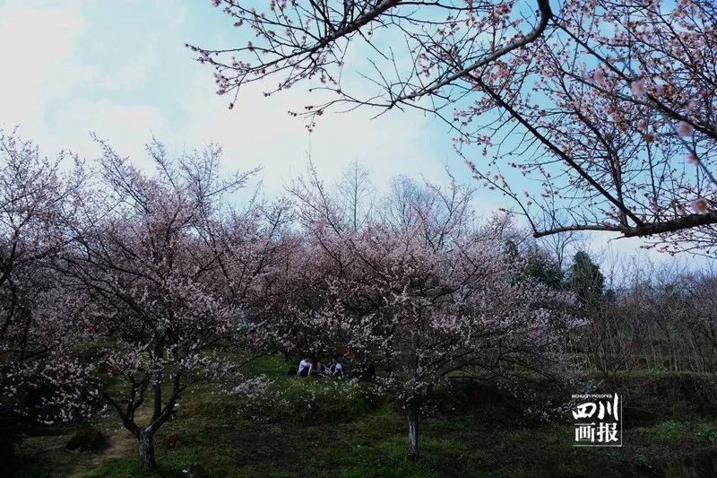 青梅已盛开旅游攻略,青梅已盛开