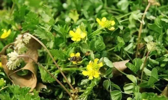 梅时莓刻惊蛰春！这一份青浦春游完整版攻略请收好~