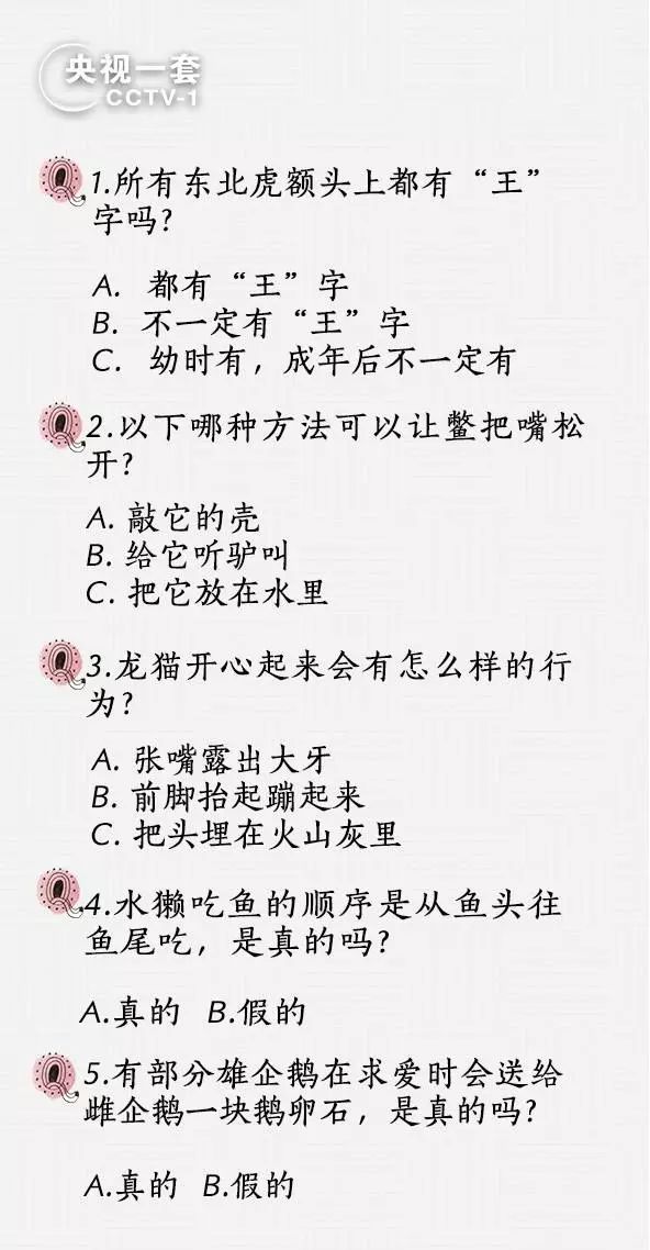 是不是只有东北虎有王字,为什么东北虎头上有王字