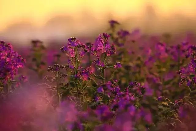 狼牙山龙门湖水上乐园闭园,狼牙山田园花海闭园时间