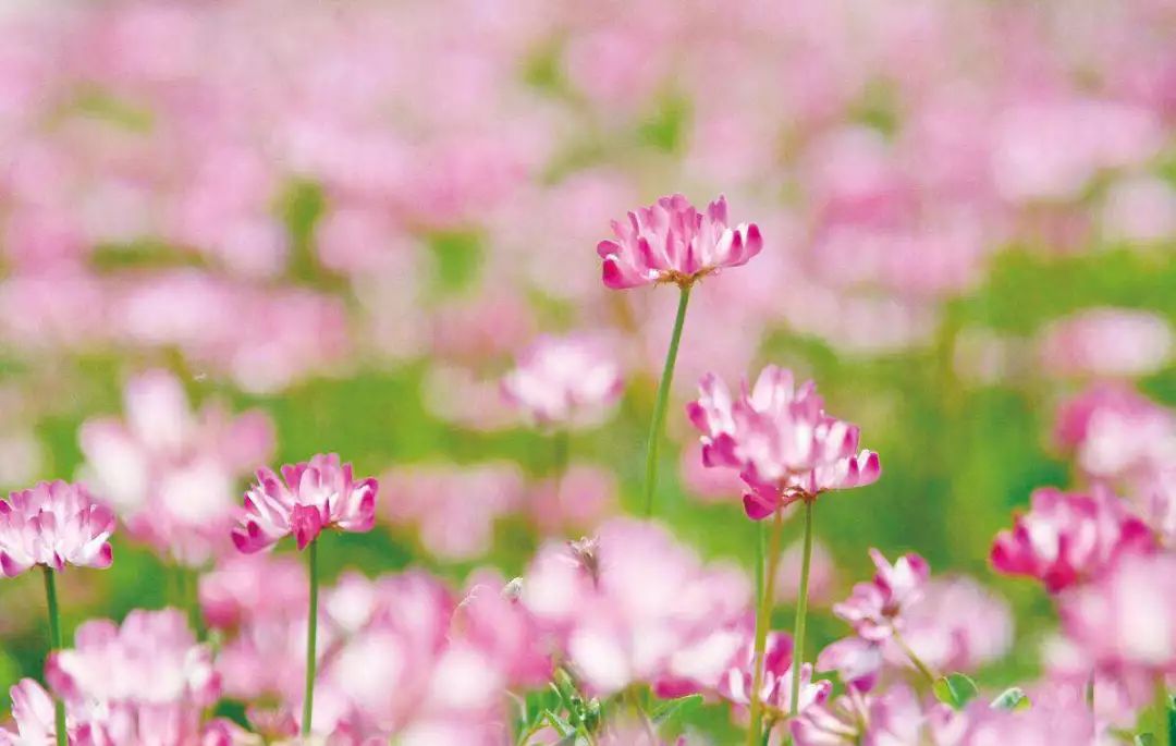 10涓ソ鐪嬬殑鑺辨捣鍦扮偣鎺ㄨ崘,蹇呭幓鑺辨捣鎺ㄨ崘娴极鑺辨捣