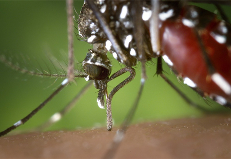 女子被虫咬伤了怎么办,春季被毒虫咬