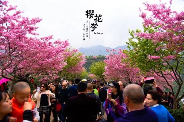 樱花梦日语,永福樱花之旅