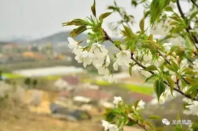 樱花开了!该寻觅浪漫了!请收好这份赏樱地图!