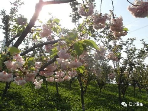 樱花开了!该寻觅浪漫了!请收好这份赏樱地图!