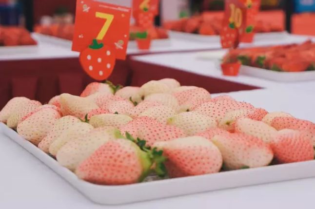 梅时莓刻惊蛰春！这一份青浦春游完整版攻略请收好~