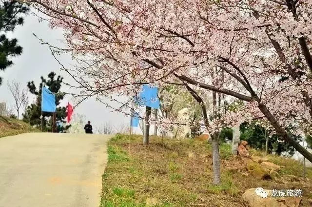 樱花开了！该寻觅浪漫了！请收好这份赏樱地图！