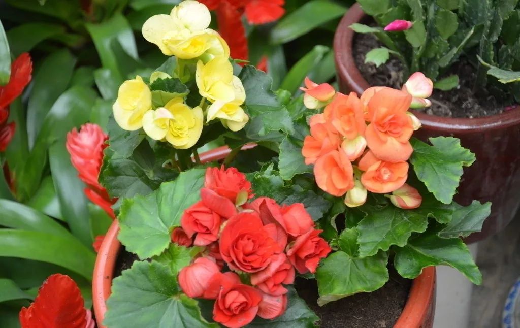 家里养的花掉叶子怎么处理,栀子花叶子发黄干枯掉叶子怎么办