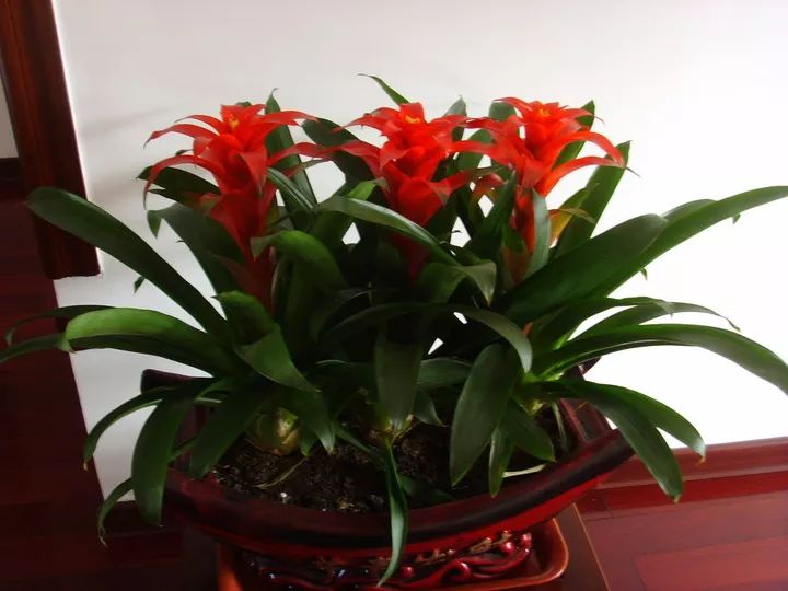 家里养的花掉叶子怎么处理,栀子花叶子发黄干枯掉叶子怎么办