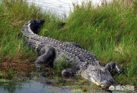 如果被鳄鱼咬住如何让鳄鱼松口,被鳄鱼咬住脚最好的挣脱方法