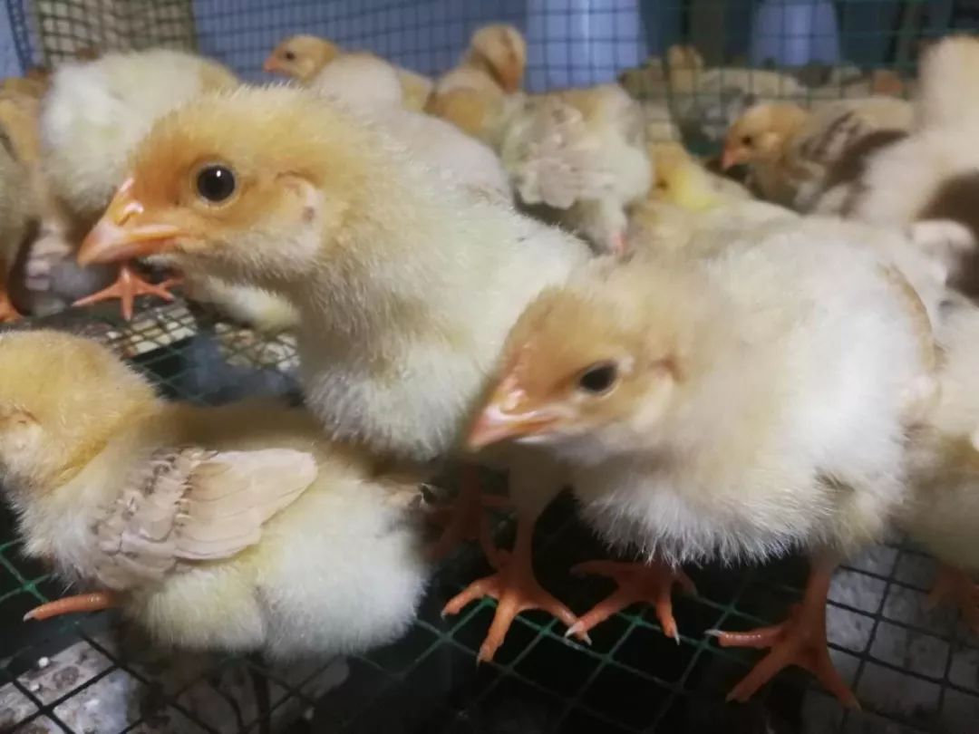 养土鸡的幽默句子,土鸡土话怎么说