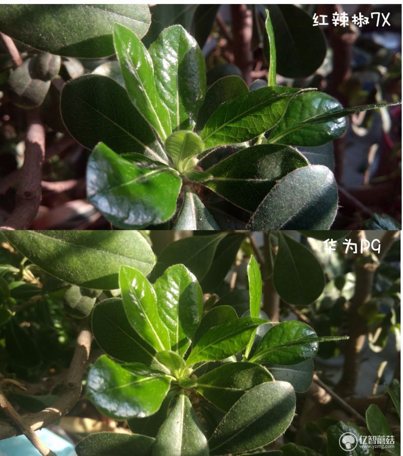 红辣椒7x,红辣椒7x是3网通吗