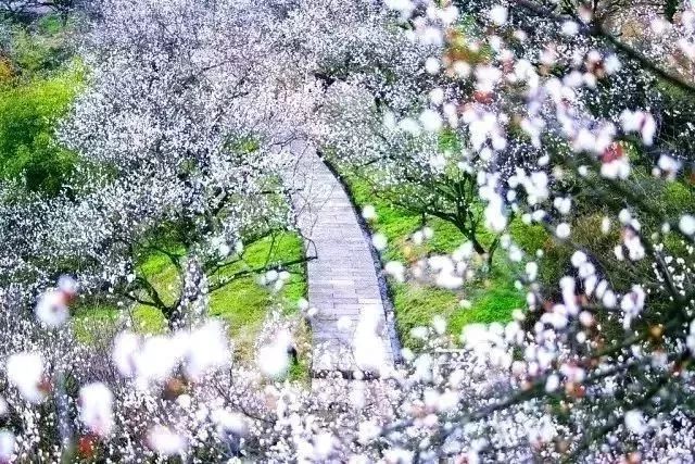 最年味丨赏花、看灯、游古镇！假期剩下两天，推荐周边出游好去处