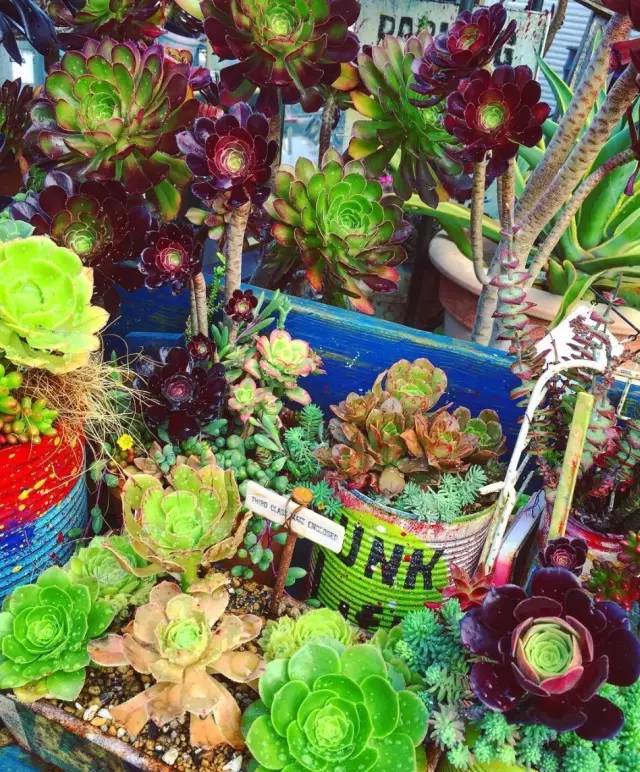 有一家多肉解忧杂货铺是一种怎样的体验