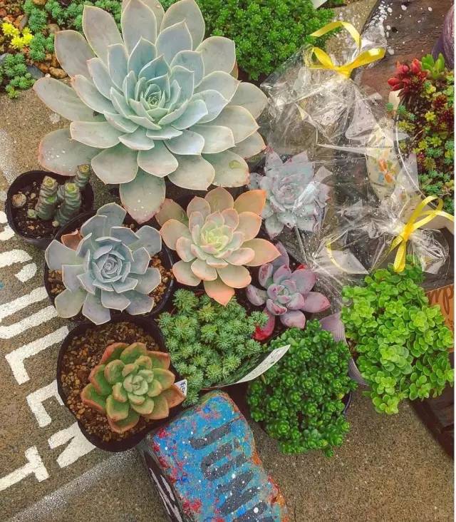 有一家多肉解忧杂货铺是一种怎样的体验