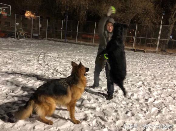 父母都是纯种狗后代为什么像串串,父母都是柯基就是纯种吗