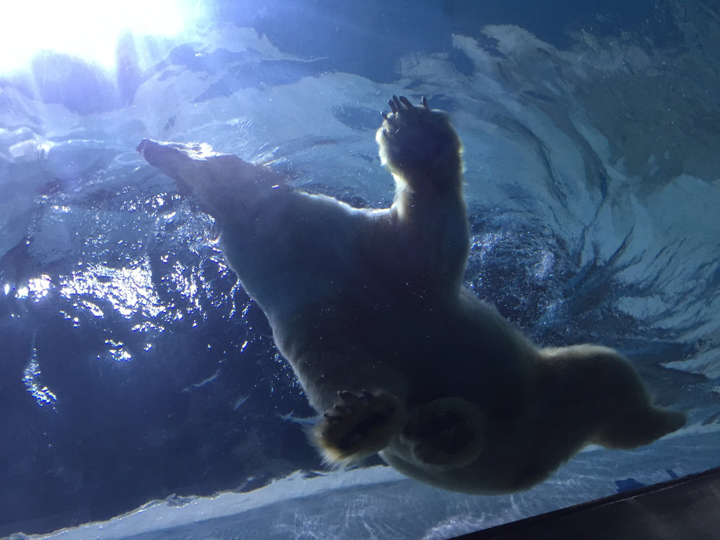 去珠海长隆海洋王国住哪里好,珠海长隆海洋王国烟花时间表