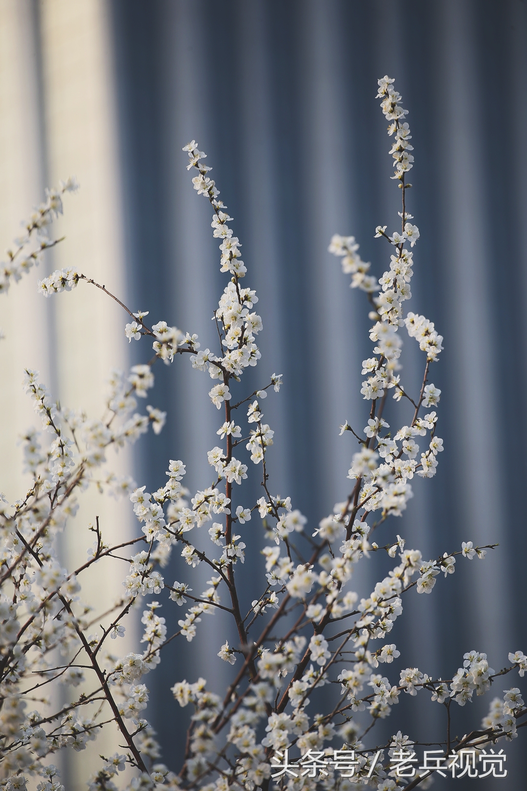 从大连到杭州上海苏州,大连到杭州旅行