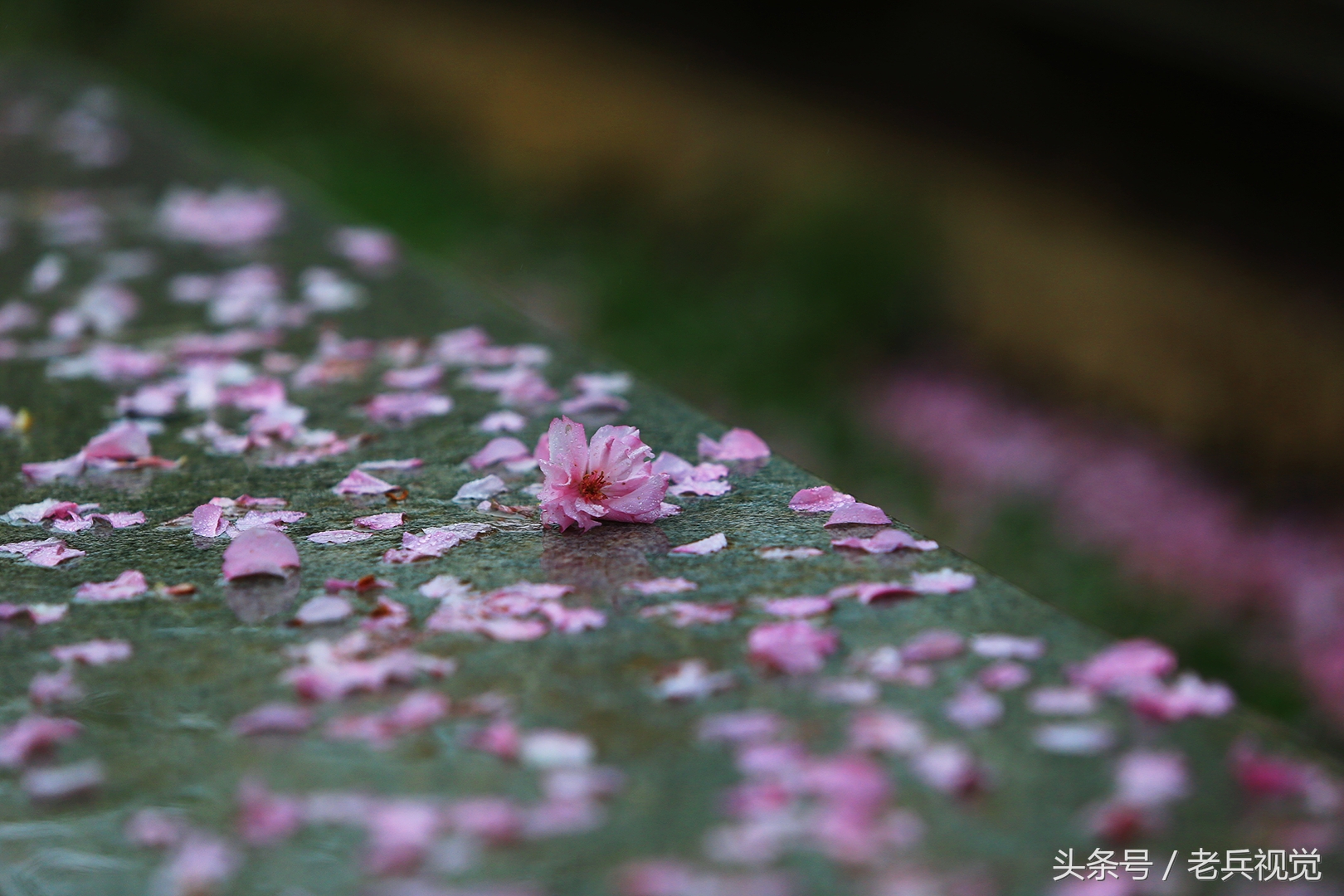 从大连到杭州上海苏州,大连到杭州旅行