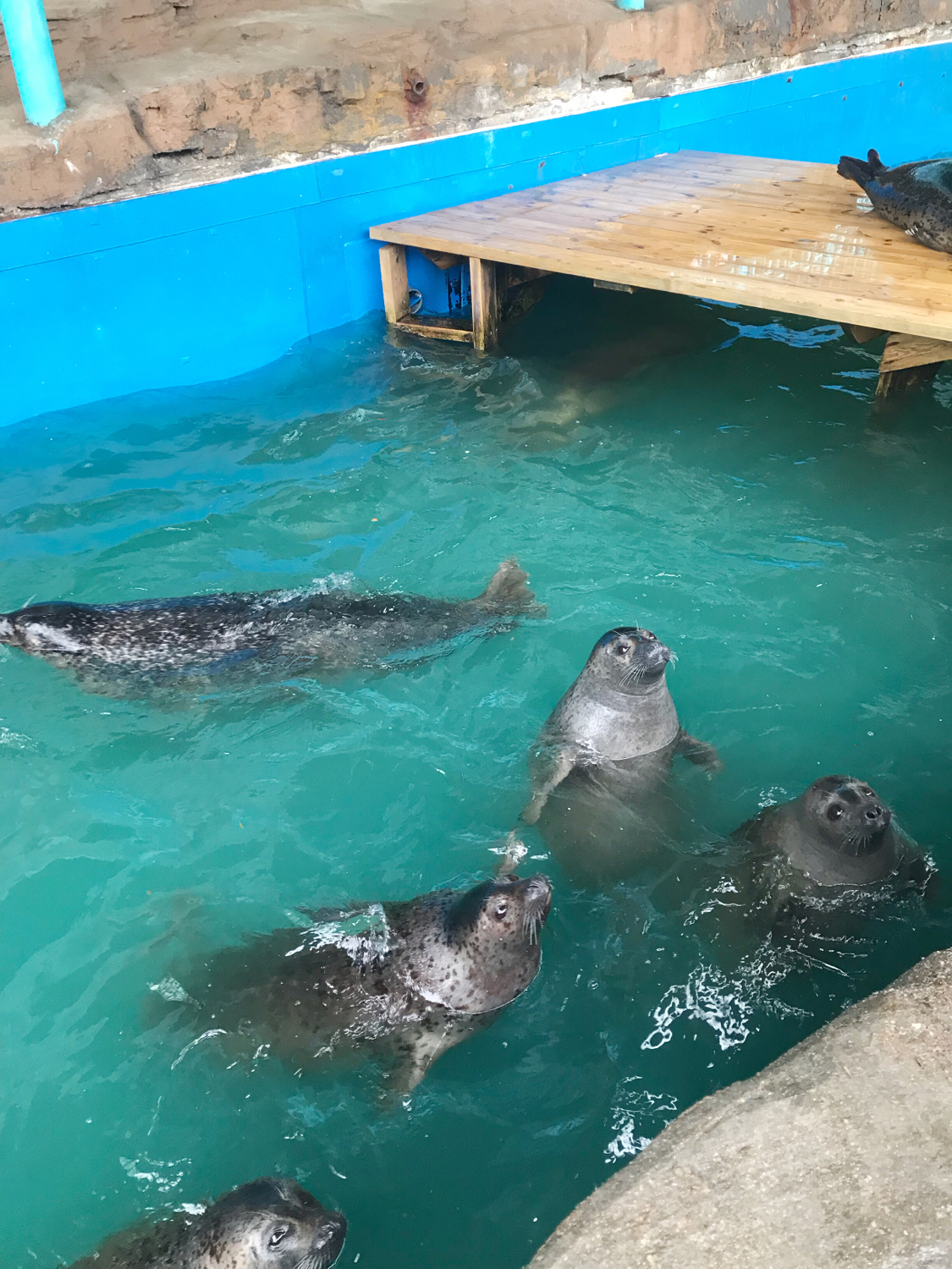 圣亚海洋世界和大连老虎滩哪个好,大连圣亚海洋世界春节门票