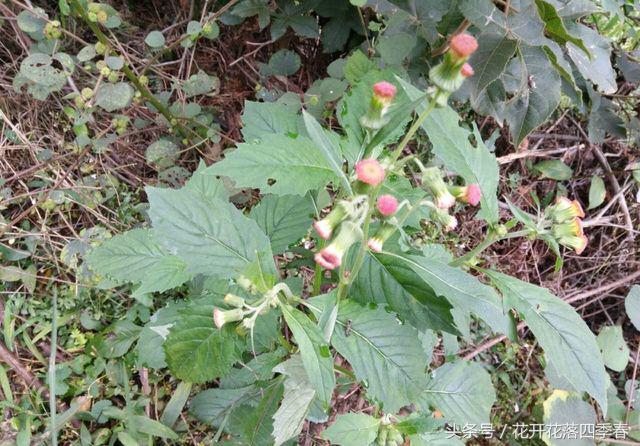 既可以食用又可以观赏的花,既能观赏又可食用的花