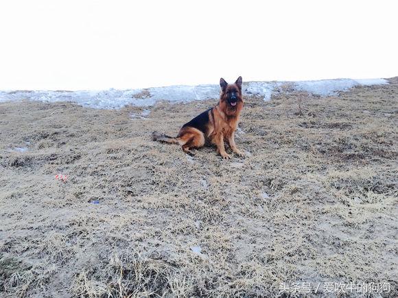 长毛德牧是纯种还是短毛,长毛德牧能当宠物犬养吗