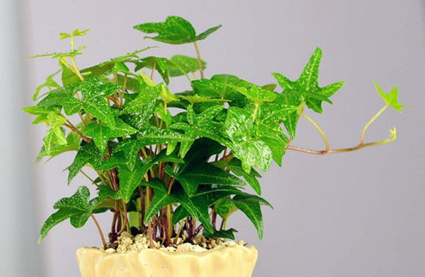 植物吸甲醛好还是活性炭吸甲醛好,芦荟是不是去除甲醛的最好的植物