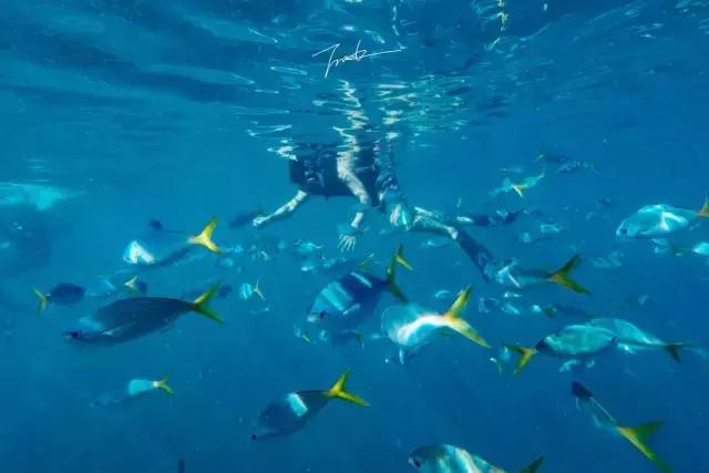 帕劳深度游出海,帕劳深潜体验