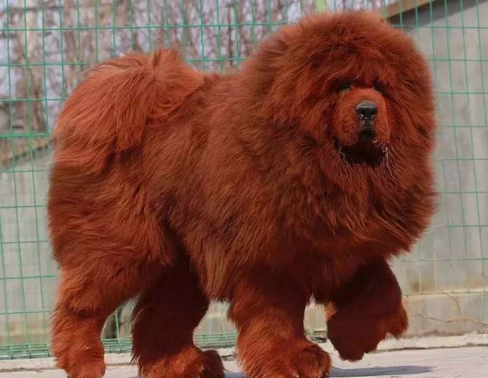 把狗当成狗就是对它最大的尊重,把一只狗从小当成人类养