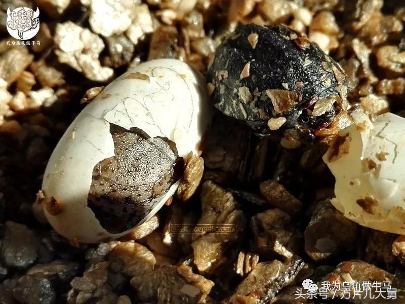 美文欣赏—头有斑、壳有纹、不加温、体型小，还不贵，它就是剃刀