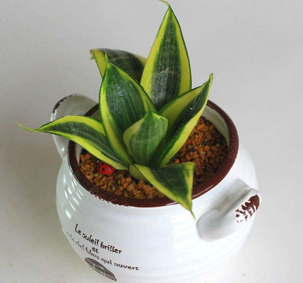 植物吸甲醛好还是活性炭吸甲醛好,芦荟是不是去除甲醛的最好的植物